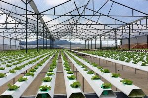 nhà kính làm bằng xà gồ composite